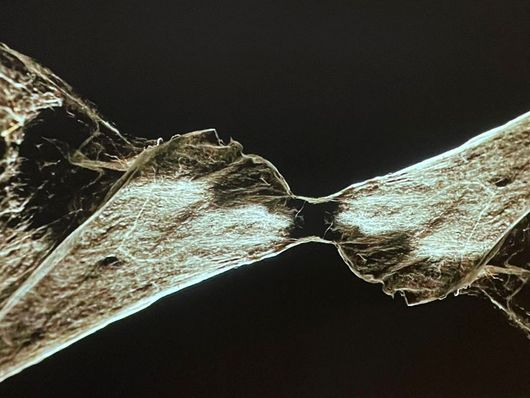 Jony Easterby Cobweb Projection